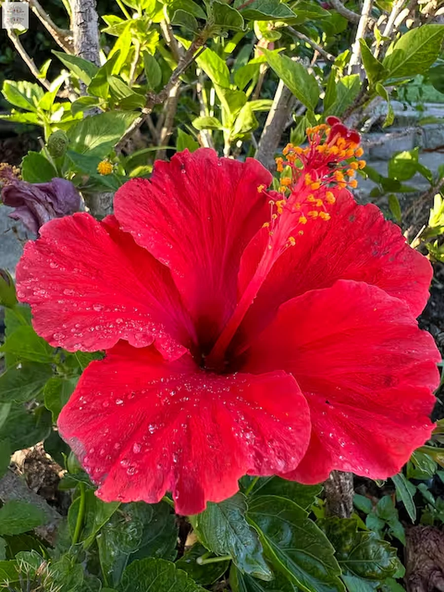 Flowering plants in the garden